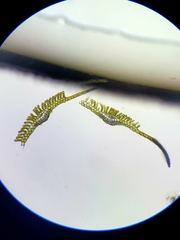 Polytrichum longisetum