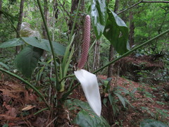 Anthurium huixtlense