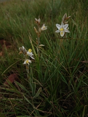 Chlorophytum transvaalense