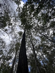 Eucalyptus fibrosa