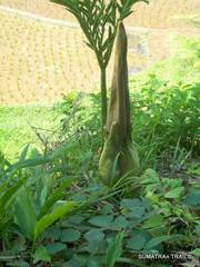 Amorphophallus titanum