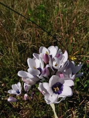 Ixia versicolor