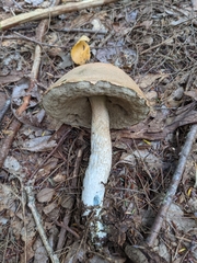 Leccinum vulpinum