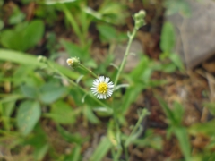 Erigeron longipes