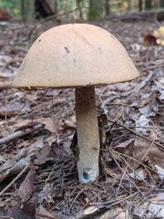 Leccinum vulpinum