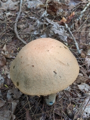 Leccinum vulpinum