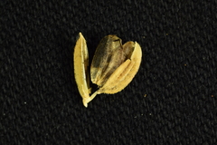 Cárie do Grão (Tilletia barclayana)