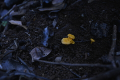 Cantharellus garnierii