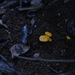 Cantharellus garnierii - Photo (c) Pierre-Louis Stenger, some rights reserved (CC BY-NC), uploaded by Pierre-Louis Stenger