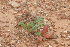 Astragalus chamaeleuce
