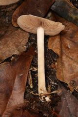 Hebeloma albidulum