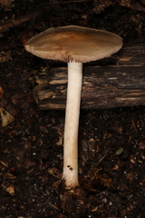Hebeloma albidulum
