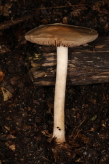 Hebeloma albidulum
