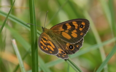 Heteronympha cordace