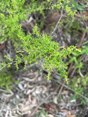 Cryptandra longistaminea