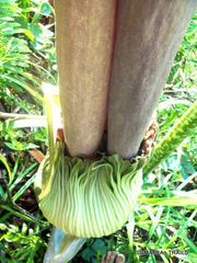 Amorphophallus titanum