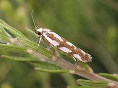 Myrascia bracteatella