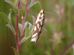 Myrascia bracteatella