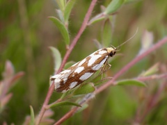 Myrascia bracteatella