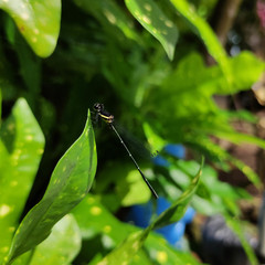 Onychargia atrocyana