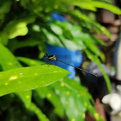 Onychargia atrocyana