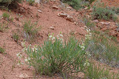 Astragalus hamiltonii
