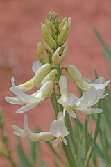 Astragalus hamiltonii