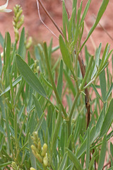 Astragalus hamiltonii