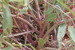 Astragalus hamiltonii