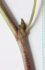 Astragalus hamiltonii