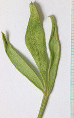 Astragalus hamiltonii