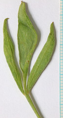 Astragalus hamiltonii