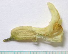 Astragalus hamiltonii