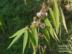 Callicarpa pilosissima