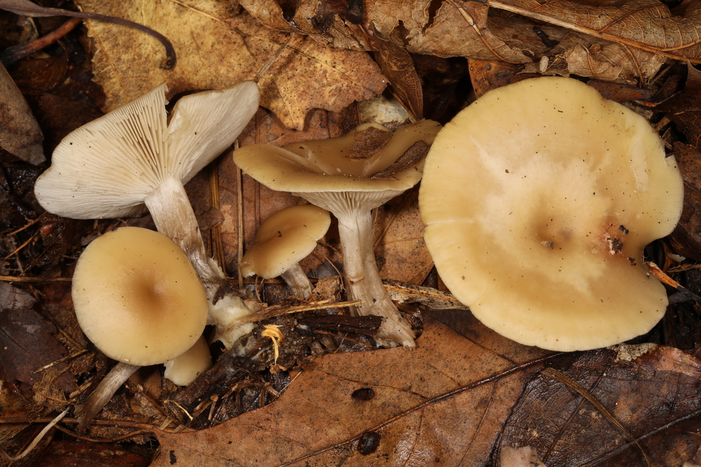 Clitocybe sp. 'IN2'
