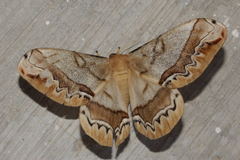 Arsenura polyodonta