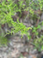Cryptandra longistaminea