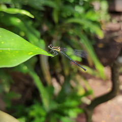 Onychargia atrocyana