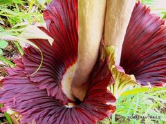 Amorphophallus titanum
