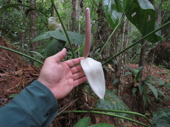 Anthurium huixtlense