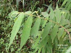 Callicarpa pilosissima