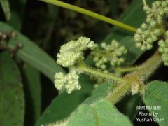 Callicarpa pilosissima