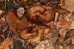 Cortinarius pyrophyllus