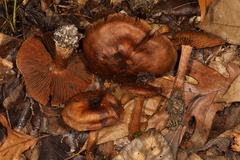 Cortinarius pyrophyllus