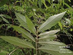 Callicarpa pilosissima