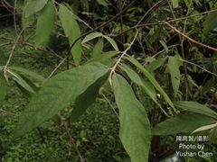 Callicarpa pilosissima