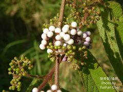 Callicarpa pilosissima