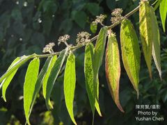 Callicarpa pilosissima
