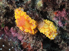 Ardeadoris rubroannulata