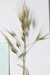 Bromus commutatus